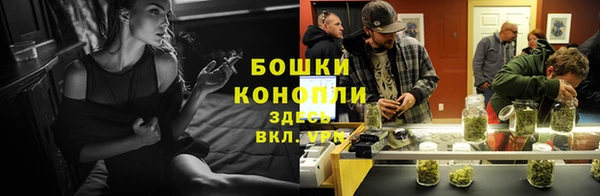 прущие грибы Каменногорск
